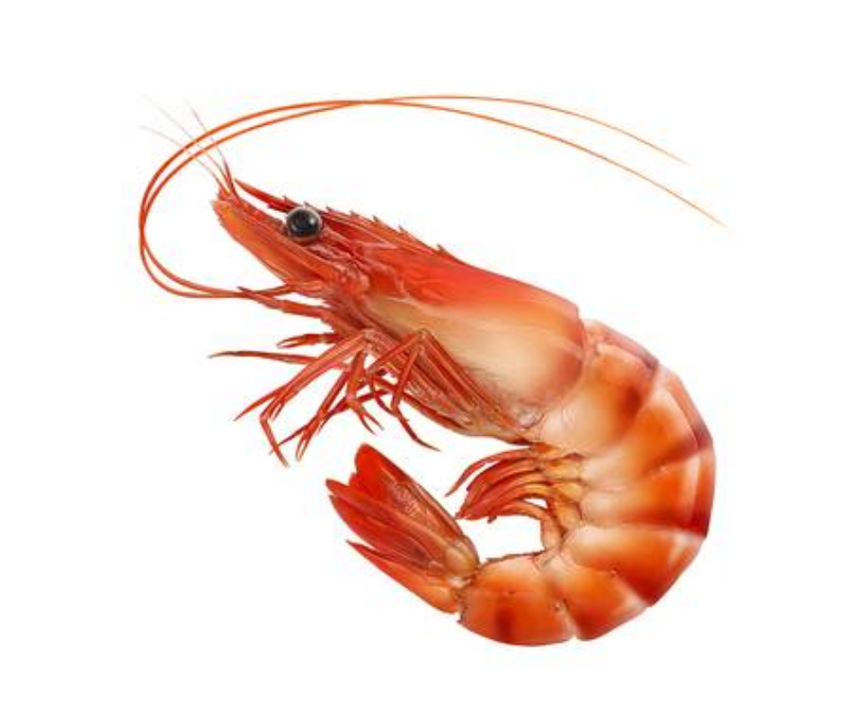 Big Prawn 大虾