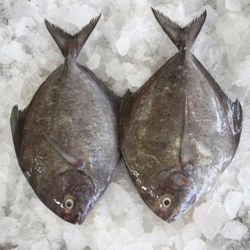 Black Pomfret (Small) 黑鲳鱼 (小)  (500g - 600g)