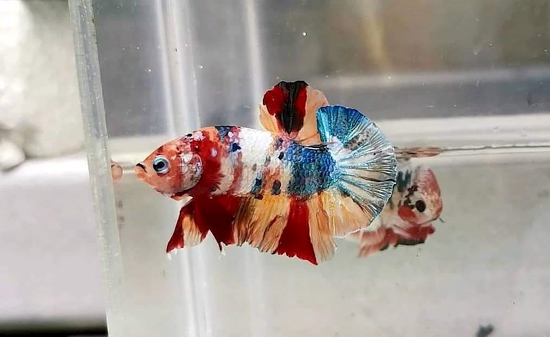 Candy Galaxy Copper Halfmoon Plakat