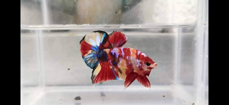 Candy Galaxy Copper Halfmoon Plakat