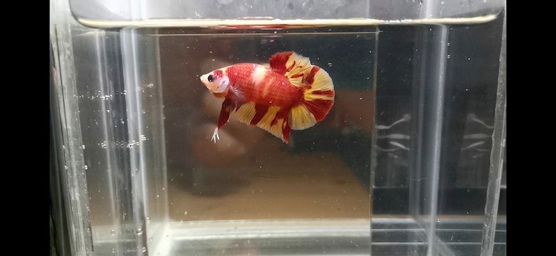 Candy Galaxy Copper Halfmoon Plakat