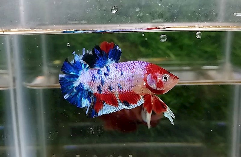 Fancy Koi Halfmoon Plakat
