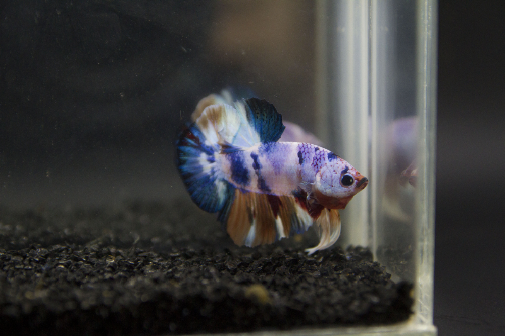 Fancy Koi Halfmoon Plakat