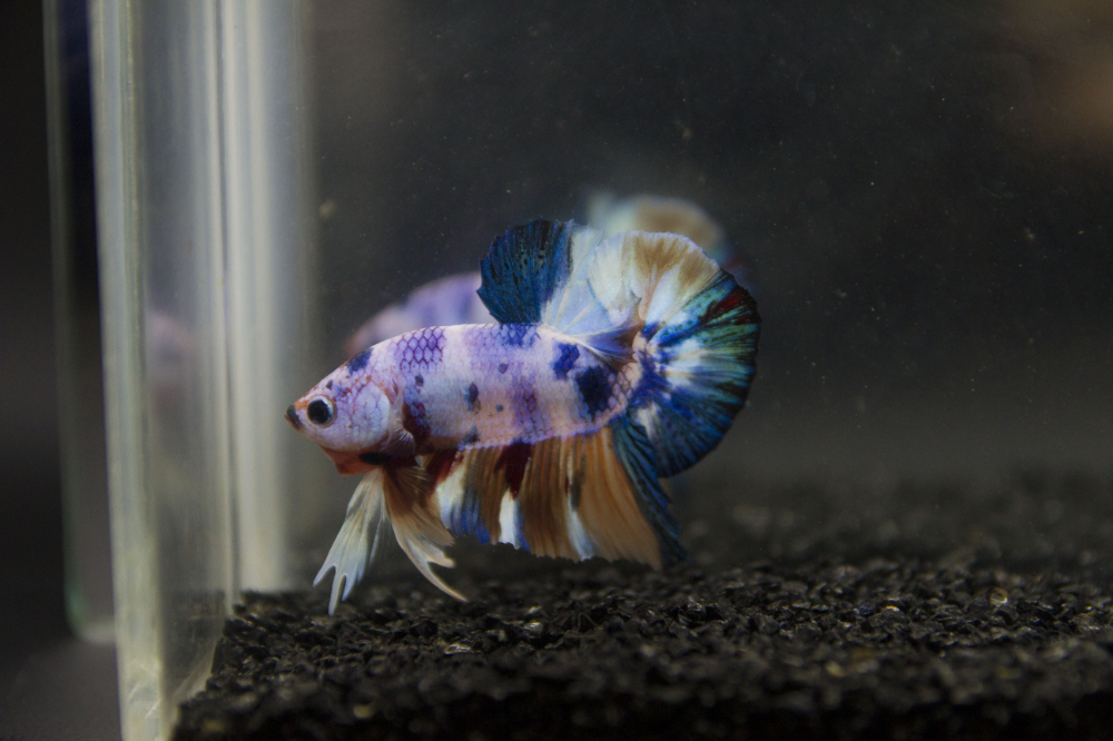 Fancy Koi Halfmoon Plakat