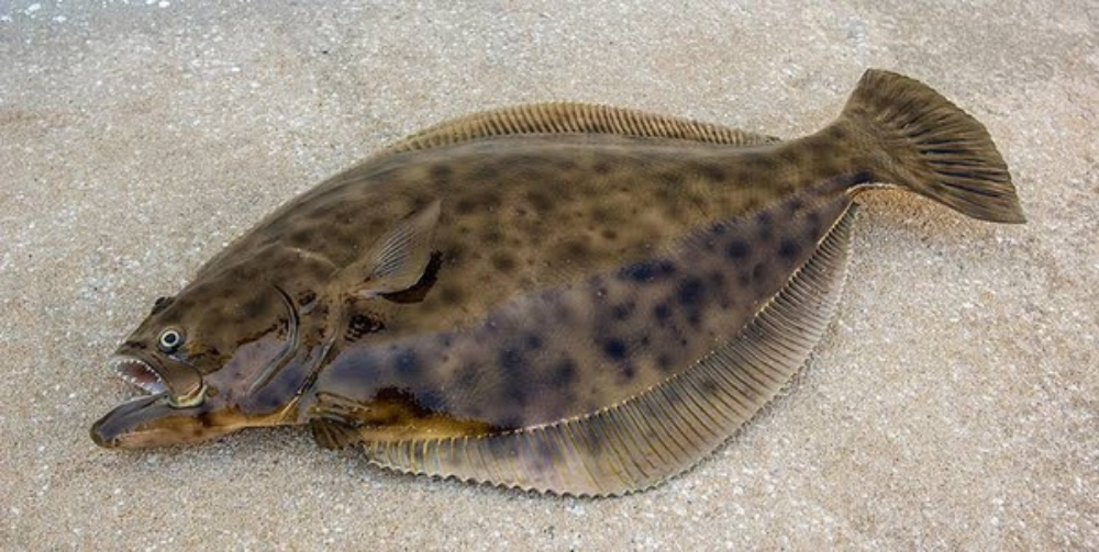 Flounder 左口鱼
