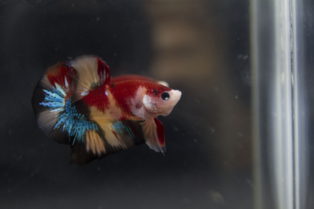 Galaxy Candy Koi Halfmoon Plakat
