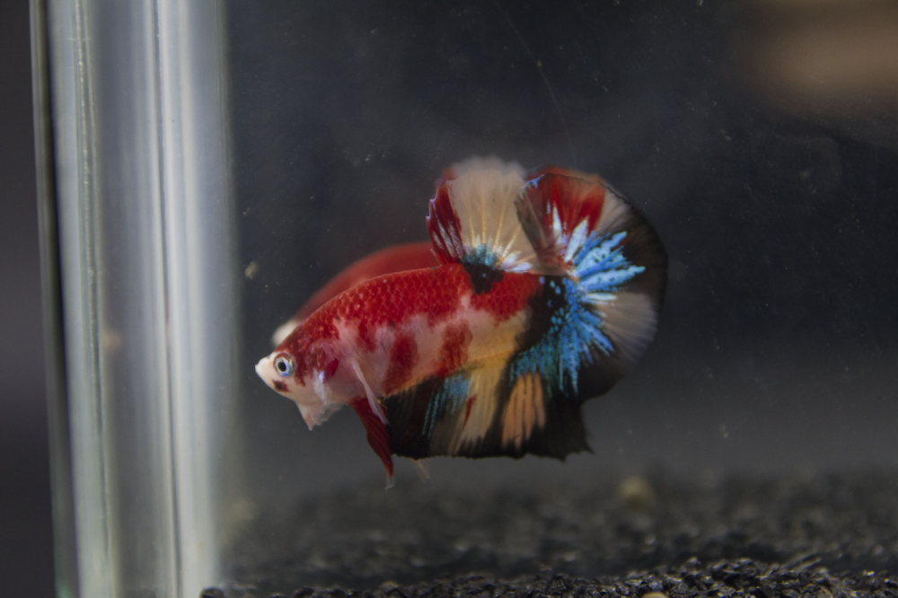 Galaxy Candy Koi Halfmoon Plakat