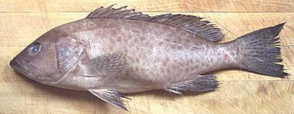 Grouper 石斑鱼
