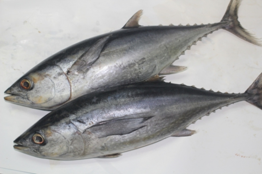Ikan Kayu 材鱼