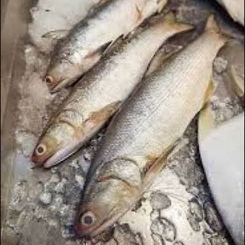Ikan Kurau (pieces) 顺丰鱼 (条)