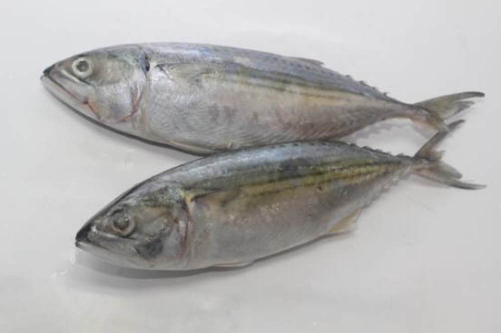 Mabong 马丰鱼
