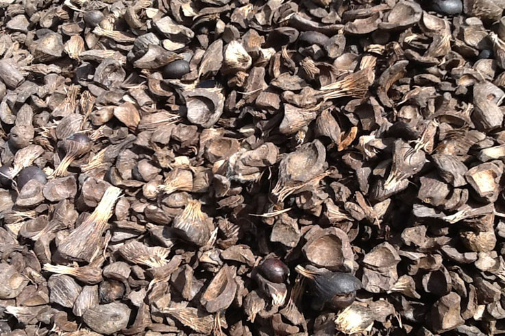 Palm Kernel Shell
