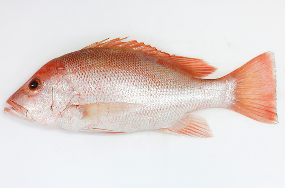 Red Snapper (Big) 红枣鱼(大)  (above 2.5kg)