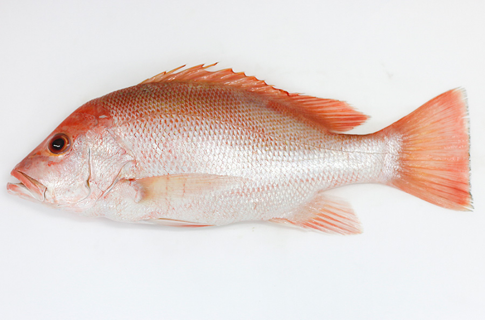 Red Snapper (Small) 红枣鱼(小) (below 2.5kg)