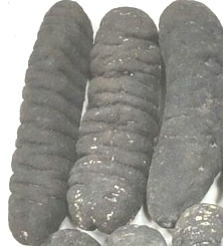 SEA CUCUMBER