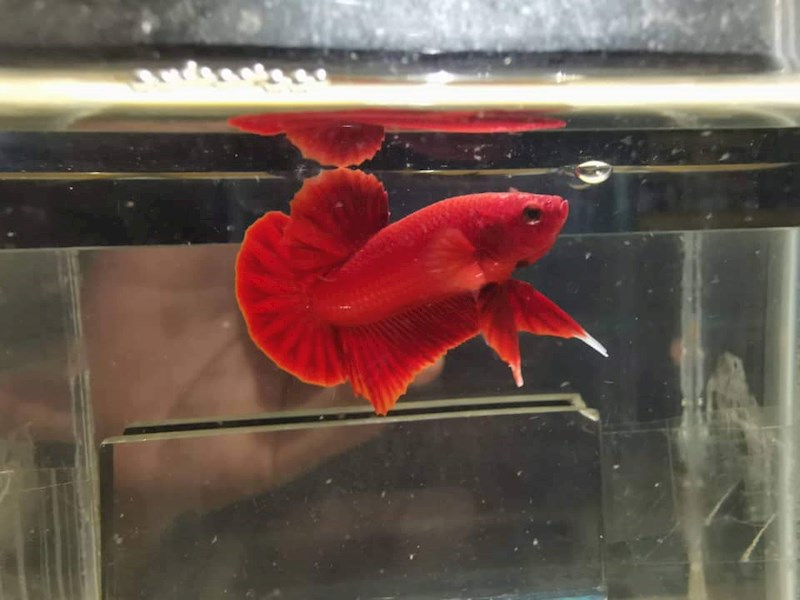 Super Red Betta Halfmoon Plakat