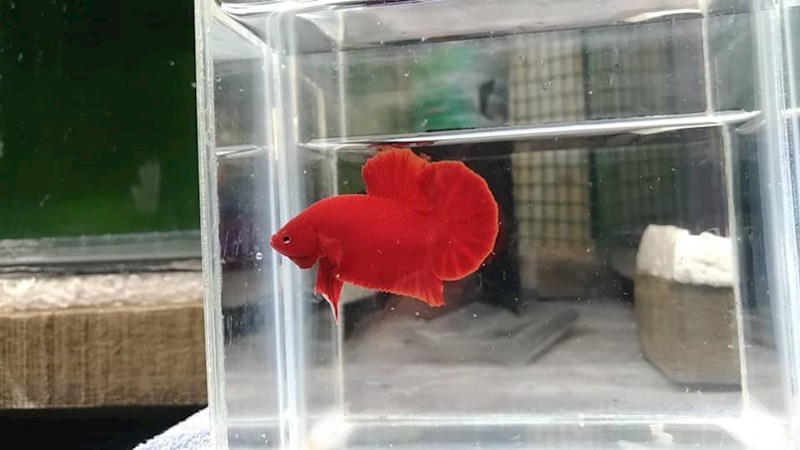 Super Red Betta Halfmoon Plakat